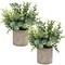 Mini Potted Plants Artificial Eucalyptus Boxwood Rosemary Faux Herbs Small House Plants 8.3"-9" Tall for Indoor Greenery Tabletop Décor Centerpiece (Sprayed Eucalyptus)